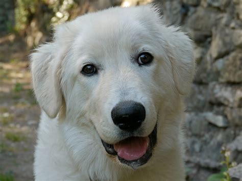 Cane da pastore maremmano abruzzese; Pastor Maremmano-Abruzzese - Hunderassen | Haustiere