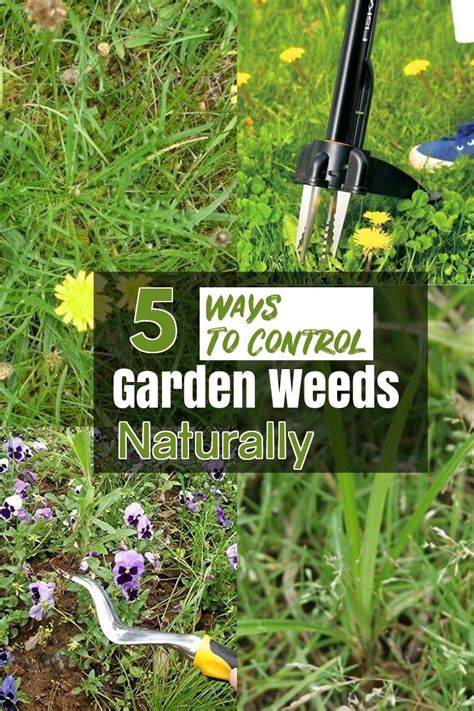 Easy Way To Keep Weeds Out Of Flower Bedsgardens Ellie Flower
