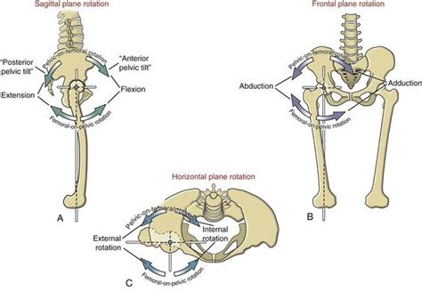 Osteokinematics Of The Right Hip Joint Femoral On Pelvic And Pelvic On