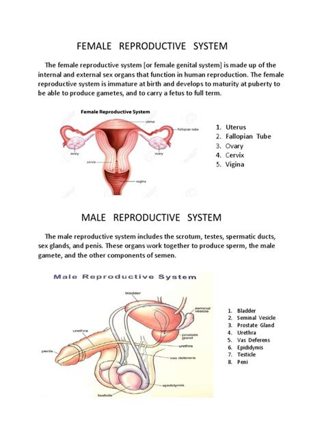 Human Reproductive System Docx Reproductive System Human Reproduction
