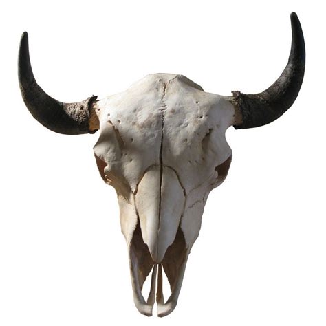 Cow Skull At 1stdibs