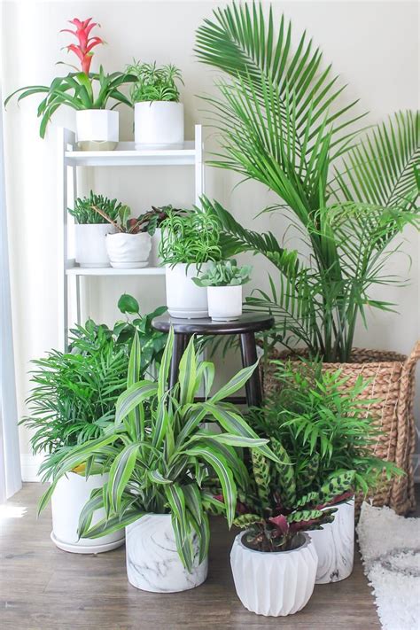 Top 8 Low Maintenance House Plants For Beginners My Fresh Perspective Low Maintenance Indoor