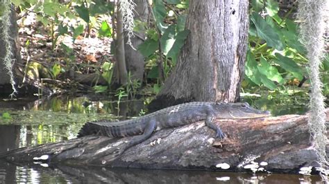 Jean Lafitte Swamp Tours Youtube