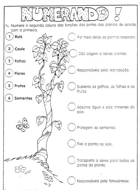 Atividades Reino Plantae 8 Ano