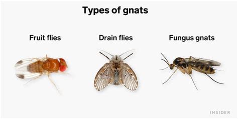 How To Get Rid Of Gnats Drain Flies Fruit Flies And Fungus Gnats