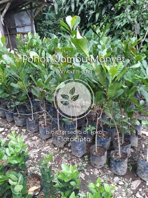 Pohon Jambu Mete Bibit Buah Mede Jambu Monyet Langka Lazada Indonesia