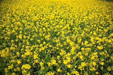 Bloom Mustard Flowers Beautiful Scenery In The Field Stock Image
