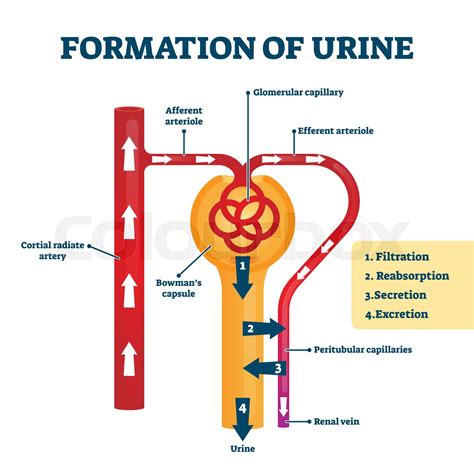 Formation Of Urine Vector Illustration Labeled Creation Process Explanation Stock Vector