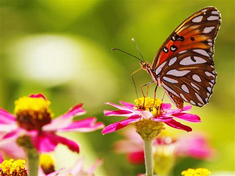 Pink Flowers Butterfly Insect Bokeh Wallpaper Animals