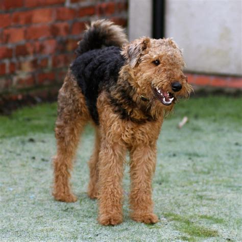 airedale terrier dog breed information pictures