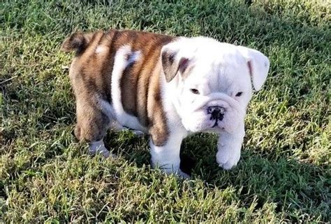 Well you're in luck, because here they come. Miniature English Bulldog Puppies For Sale | Jacksonville ...