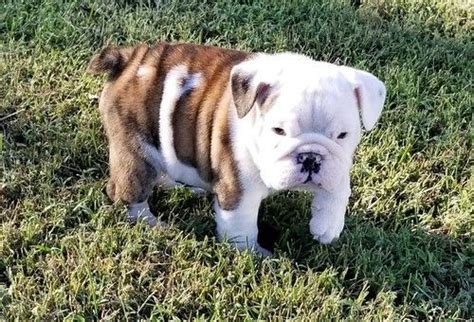 Miniature English Bulldog Puppies For Sale | Beverly Hills ...