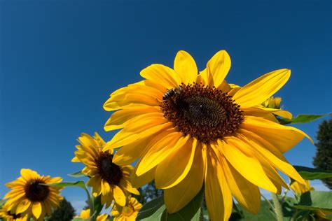 Moving Towards The Light The Secret Of The Sunflower Blogionik
