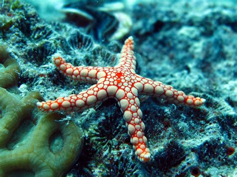 Sea Star Sea Star Ocean Ocean Animals