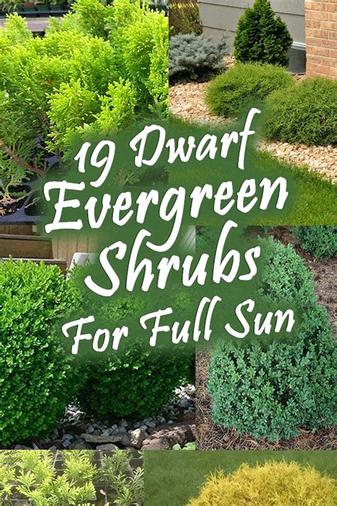 The bush, once established, has low water requirement and has a flowering time, which. 19 Dwarf Evergreen Shrubs for Full Sun - Garden Tabs