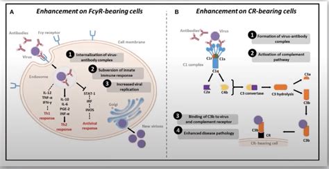 IUIS Webinar: COVID-19 Monoclonal Abs | Division of Immunology