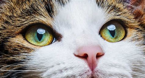 Cat Eye Colors An Amazing Range Of Shades Jigsaw Puzzle Cat Eye