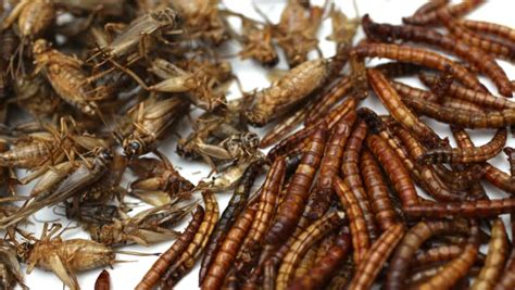 Should You Eat Insects In A Survival Situation Bushcraft Buddy