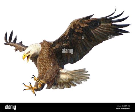 Bald Eagle Landing Swoop Hand Draw And Paint Color On White Background