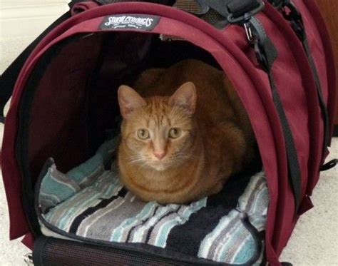 Best Cat Carriers All About Cats Cats Cat Carrier Cool Cats