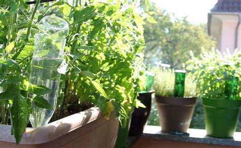 Ich bewässer meine balkonblumen schon seit jahren. Pflanzen mit PET-Flaschen bewässern | Pflanzen, Bewässern ...