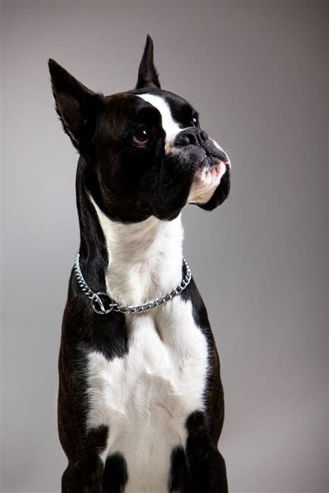 Is it haram to be a boxer : The Curious Case Of The Black Boxer Dog (Or is it ...