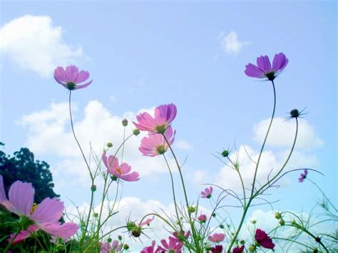 Beautiful Flowers In Sky Background