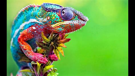 The 10 Colorful Animals In The World Youtube