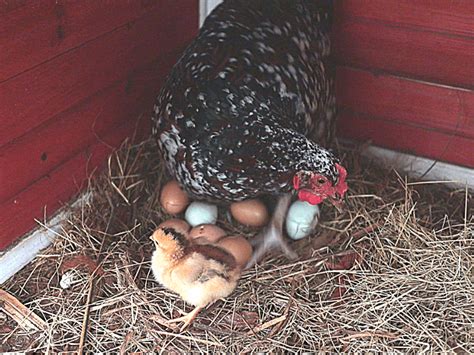 What To Do If You Have A Broody Hen Mini Urban Farm