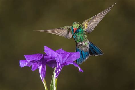 A Desert Hummingbird Jim Zuckerman Photography And Photo Tours