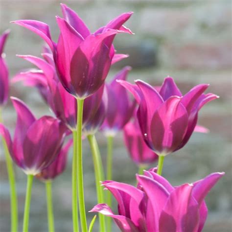 Buy Lily Flowered Tulip Bulbs Tulipa Maytime Delivery By Waitrose Garden