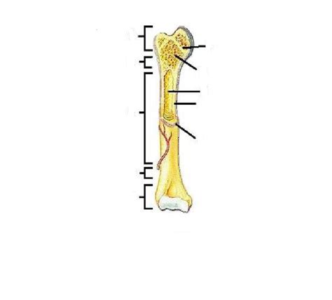 The femur or the thigh bone is closest to the body. Blank Diagram Of A Long Bone - Anatomy And Physiology Of Animals The Skeleton Wikibooks Open ...