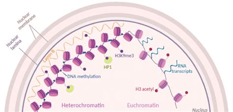 Chromatin Dynamics Chromatin State Is Modulated By Histone