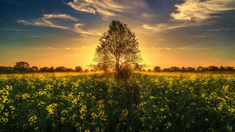 Gold Sunset Sun Rays Light Tree Field With Yellow Flowers
