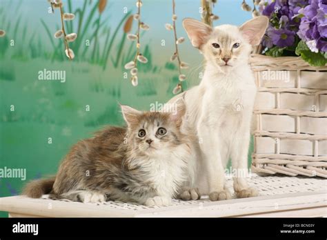 Balinese Cat Sitting Next To A Maine Coon Cat Stock Photo Alamy