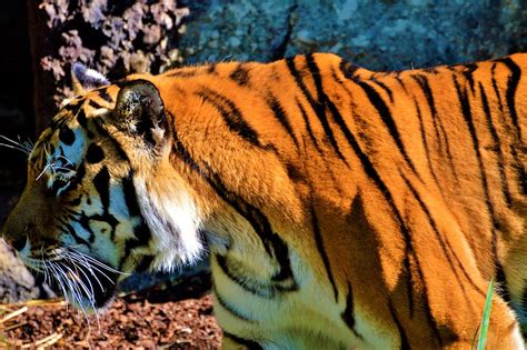 Hd Wallpaper Tiger Big Cat Predator Tiergarten Zoo Tierpark