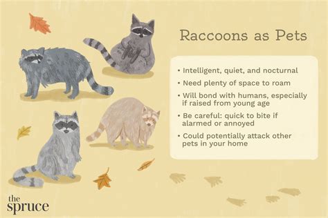 Should You Keep a Raccoon as a Pet?