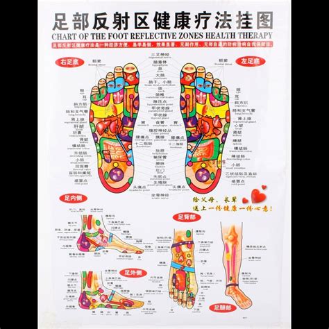 Chart Of The Foot Reflective Zone Health Therapy Massage Acupuncture