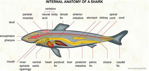Shark Anatomy And Vitals Pensacola Fishing Forum