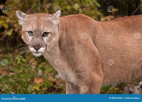 Adult Male Cougar Puma Concolor Close Up Ears Back Stock Photo Image