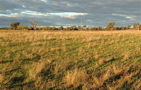 Pasture Cropping Is It An Option On Your Place Local Land Services