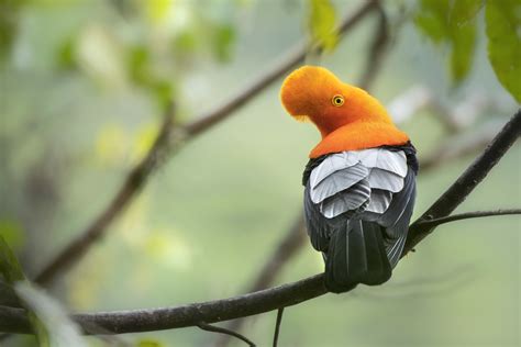 Birding And Photography 14 Day Ecuador Birding And Wildlife Safaris