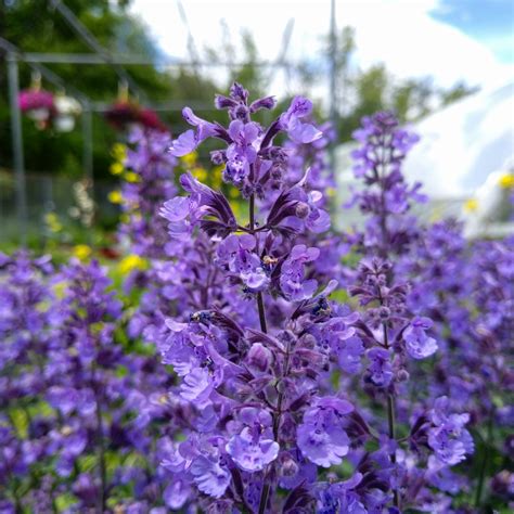 Throughout this booklet, los angeles county waterworks district no. Heat and Drought Tolerant Perennials - Broadway Gardens ...
