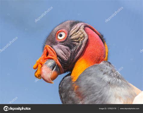 King Vulture Close Up — Stock Photo © Campbell2sympaticoca 137823178