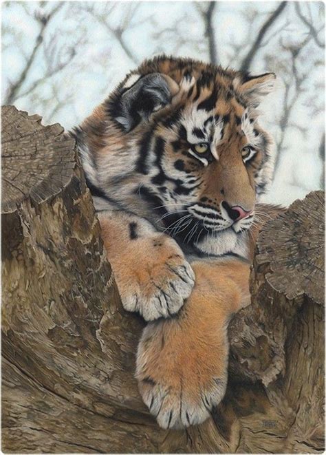 15 Realistic Colored Pencil Drawings Of Animals Ideas Greener