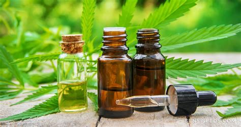 Cannabis Tinctures 101 A Complete Guide To Tinctures Sensi Seeds