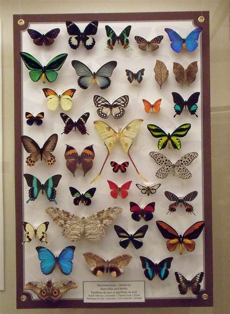 Filea Butterfly Collection Wikimedia Commons