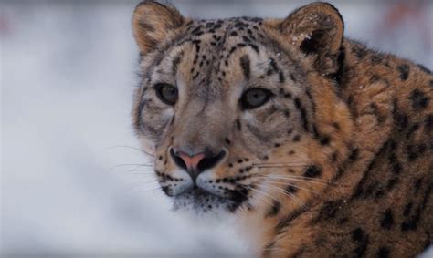 Microsoft Snow Leopard Trust Protecting A Threatened