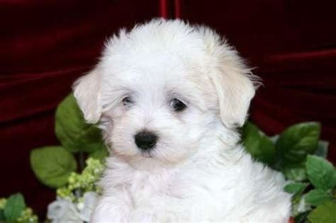 All my babies have lavish spectacular. Teacup & Toy Maltipoo puppies for sale on Long Island New ...