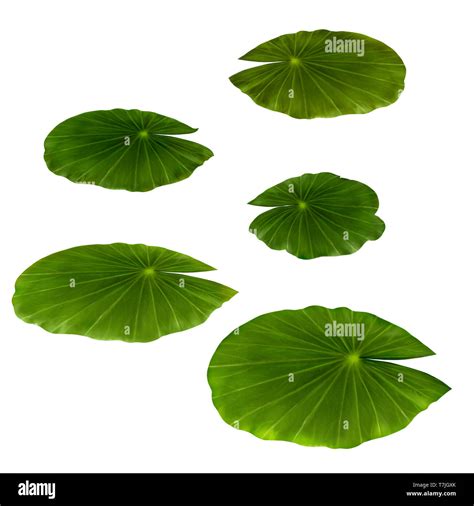Water Lily Leaves On A White Background Isolated Illustration Stock